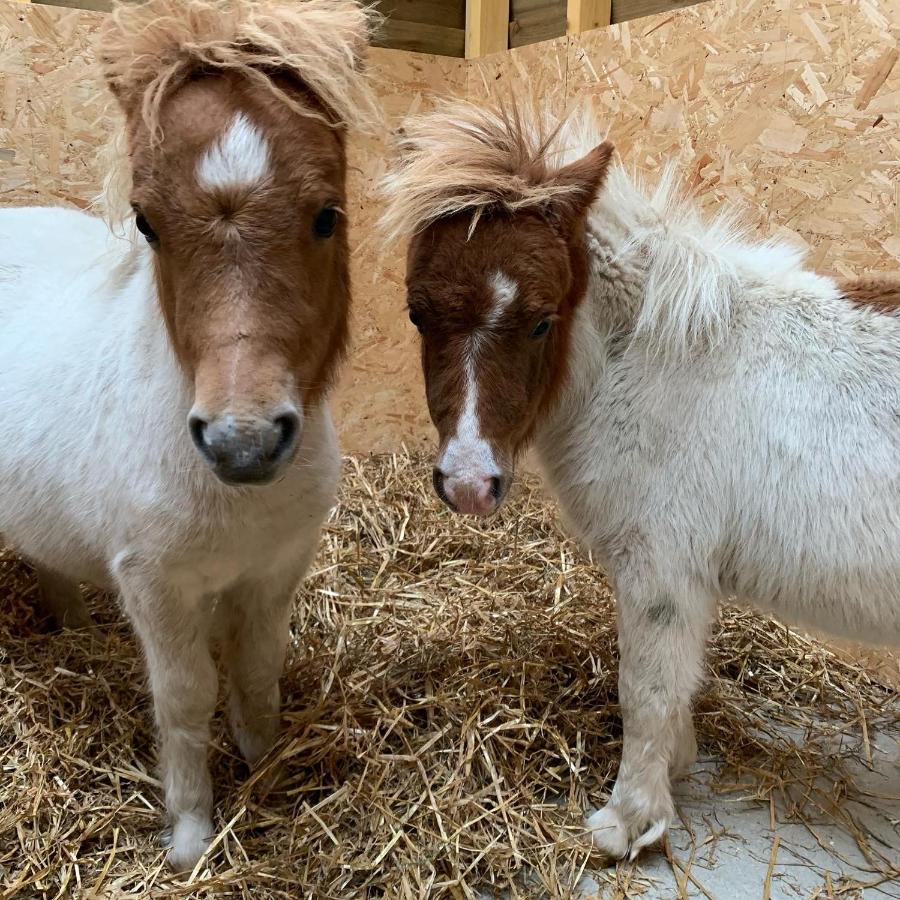 Hotel Delny Glamping And Farm Animals Invergordon Exterior foto