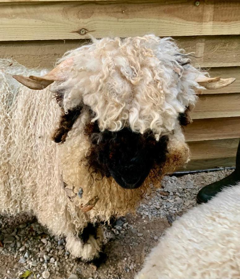 Hotel Delny Glamping And Farm Animals Invergordon Exterior foto
