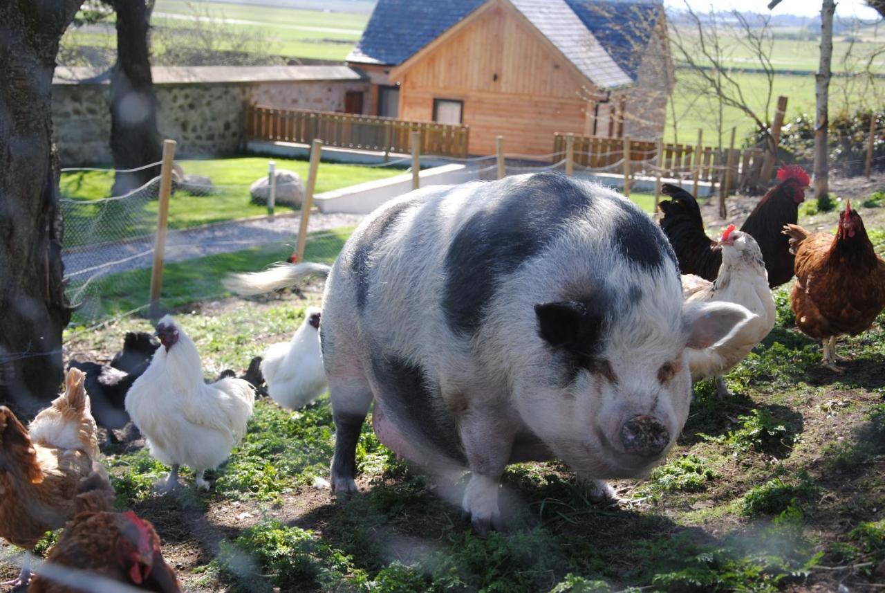 Hotel Delny Glamping And Farm Animals Invergordon Exterior foto