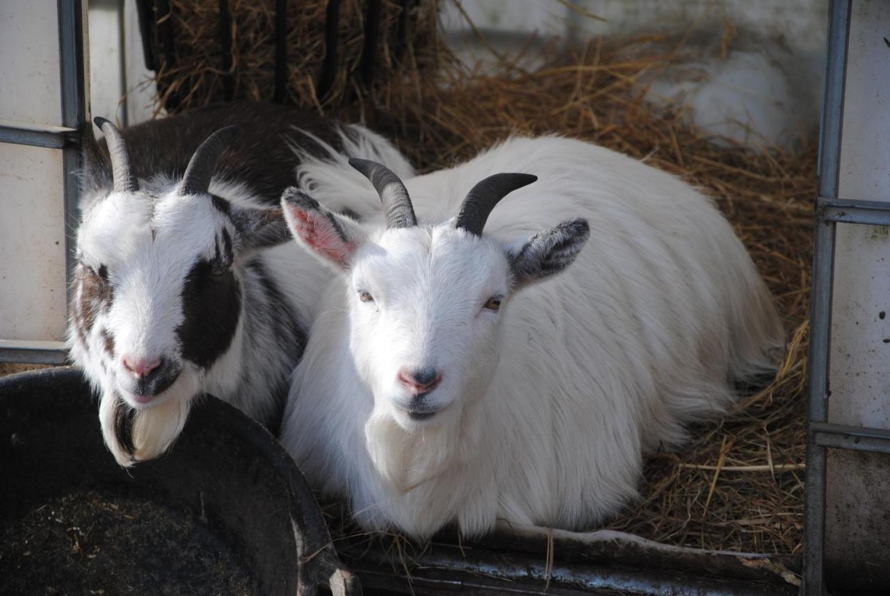 Hotel Delny Glamping And Farm Animals Invergordon Exterior foto